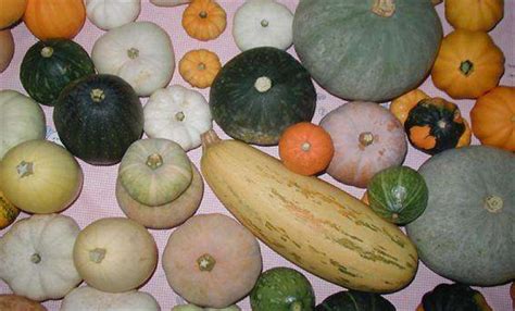 南瓜的种类有哪些 南瓜的品种常见的有几种 - 农业百科
