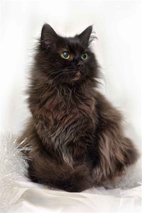 Ragdoll Cat Vs Chantilly/Tiffany Cat Breed Comparison - Floppycats™