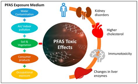 Applications et impacts potentiels des PFAS sur la santé humaine