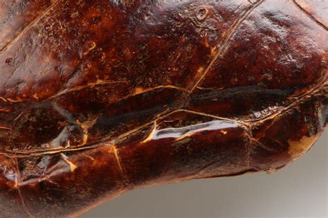 Loggerhead Turtle Shell 的图像结果