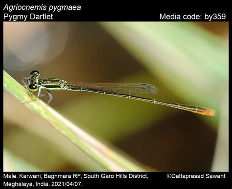 Agriocnemis pygmaea Rambur, 1842 - Pygmy Dartlet | Odonata
