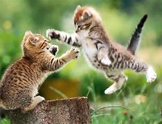 Image result for Free Baby Animal Screensavers