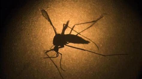 Pune has local transmission of Zika virus, say experts | Hindustan Times