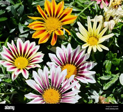 Spring flowers in the garden Stock Photo - Alamy