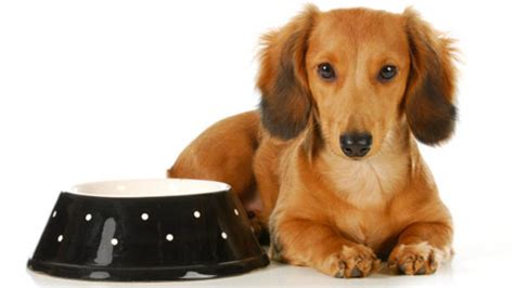 Do I Need a Breed Specific Dog Food? | PetMD