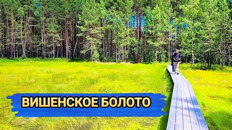 Экскурсионная тропа через Вишенское болото в Керженском заповеднике 🌳 ...