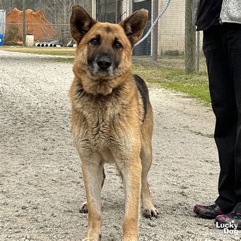 Dog adoption in Washington DC 20002: German Shepherd Dog / Shepherd / Mixed (medium coat) Dog "Chet"