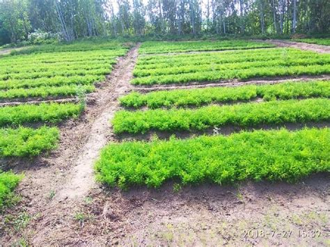 Shatavari Nursery Plants Manufacturers and Suppliers from Delhi