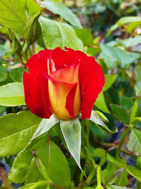 Ketchup & Mustard - Newstead Roses