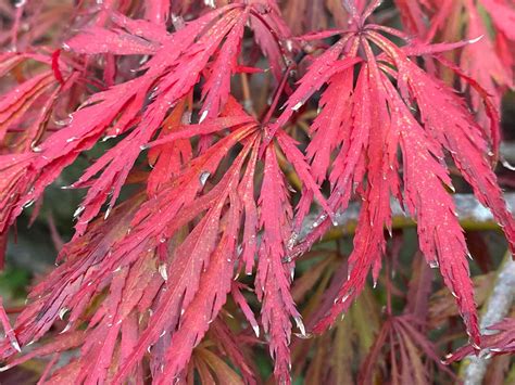 Buy Acer palmatum dissectum Crimson Queen Laceleaf Japanese Maple — Mr ...