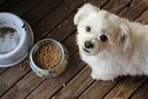 Should Dogs Eat Olive Oil? How Much? | The Olive Oil Professor