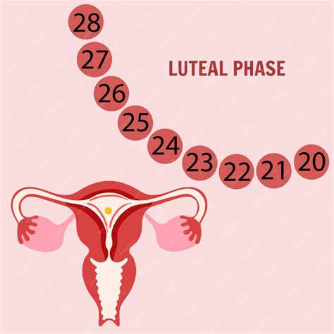 Woman's period one of the stages menstrual cycle luteal phase vector ...