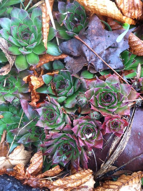 Hen And Biddie by Sanluris on DeviantArt