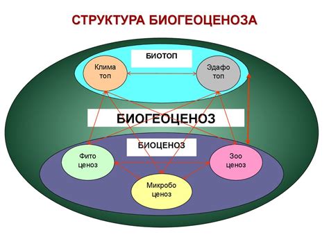 Биоценоз биогеоценоз экосистема