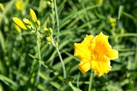 Stella D'Oro Daylily Is a Resilient Garden Star - Birds and Blooms
