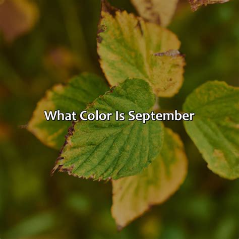 What Color Is September - colorscombo.com