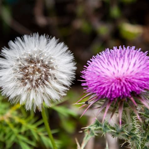 Exploring the Benefits of Milk Thistle, Dandelion & Yellow Dock