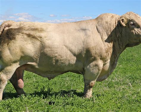 Charolais Bull With Horns