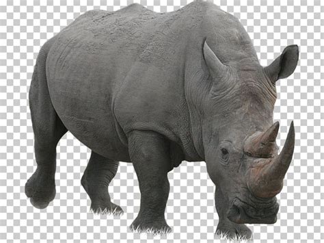 Bildergebnis für rhino free download