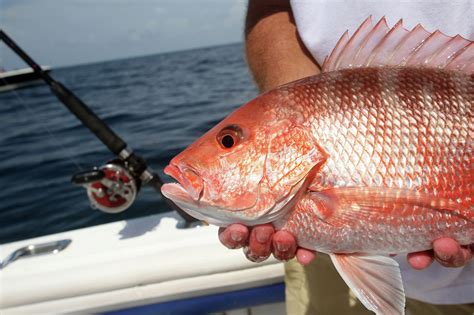Texas Snapper Season