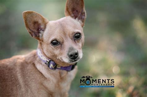 Panhandle Animal Welfare Society in Fort Walton Beach, FL