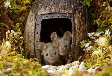 花园来了一窝老鼠，摄影师发现后，给它们拍了这些照片（20张） - 第3页