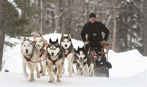 Dog Sledding at Stratton | Banff national park canada, Dog sledding ...