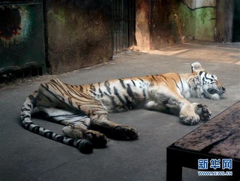 天津动物园一老虎骨瘦如柴 系因患病非“饿瘦”-搜狐新闻