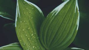 Hosta wallpapers hd, desktop backgrounds, images and pictures