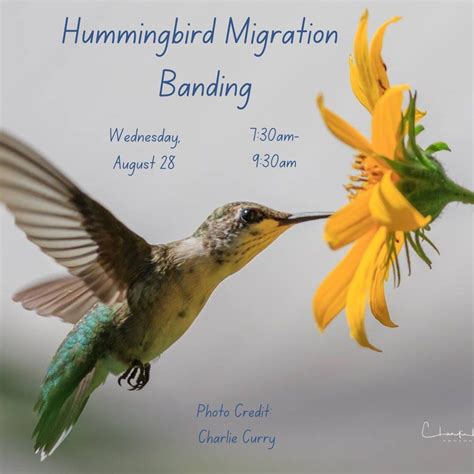 Observe Hummingbird Migration Banding, 7311 Highway 100, Nashville, TN ...
