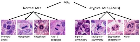 Atypical Mitotic Figures Are Prognostically Meaningful for Canine ...