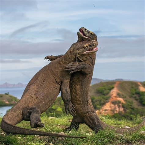 Komodo Dragon Size