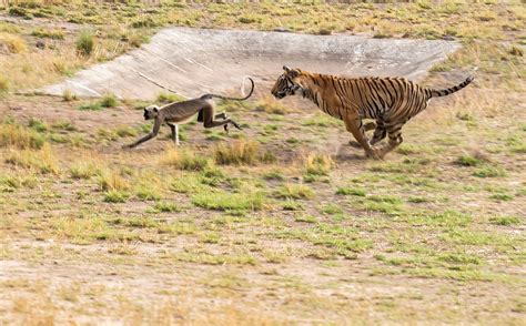 Bandhavgarh National Park: A safari guide's tips on the best time to ...