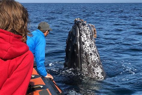 DAVEY'S LOCKER (2026) All You Need to Know BEFORE You Go (with Photos ...