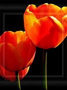 Image result for Easter Tulips