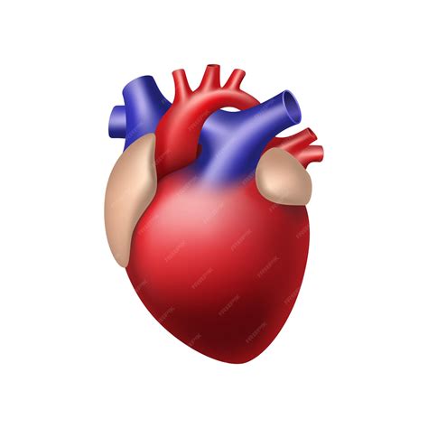 Anatomically Correct Heart Diagram