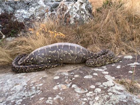 Image result for Python Eating Porcupine