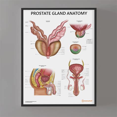 Anatomy Of The Prostate Prostate Anatomy Poster | Male Reproduction