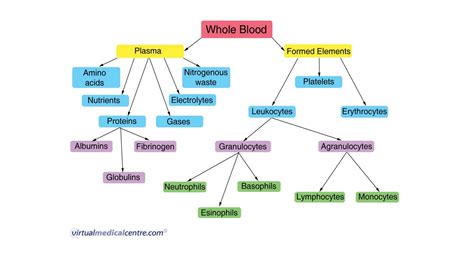 BLOOD AND BLOOD COMPONENT- introduction to blood physiology | PPT