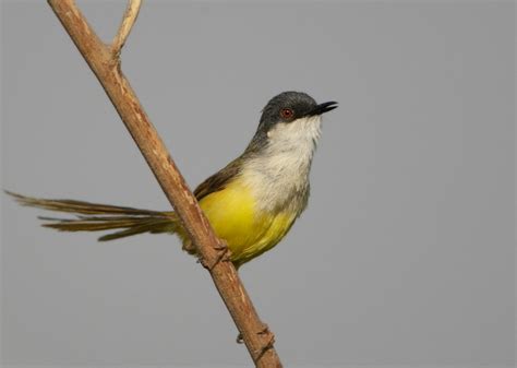 Yellow-bellied Prinia - Prinia flaviventris - Cisticolidae - Indian Birders