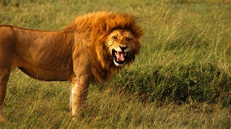 Image result for Lion Algorithm