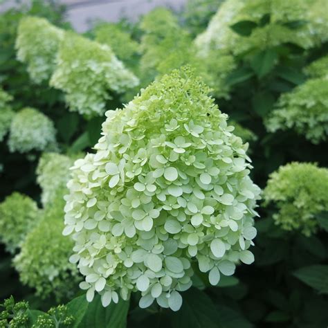 Transplanting Limelight Hydrangea Limelight Hydrangeas Are Panicles,