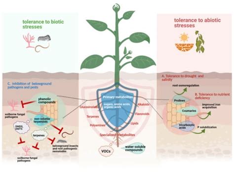 The Chemistry of Stress: Understanding the ‘Cry for Help’ of Plant Roots