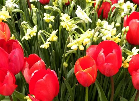 Spring Flower 的图像结果