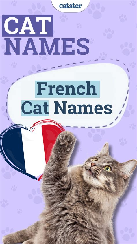 Best 13 125 French Cat Names: Great Ideas for Your Stylish Cat – Artofit