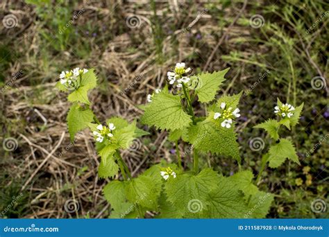 A Wild Garlic Mustard Plant Alliaria Petiolata in Blooms Stock Photo ...