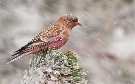 Brown-capped Rosy-Finch | Audubon Field Guide
