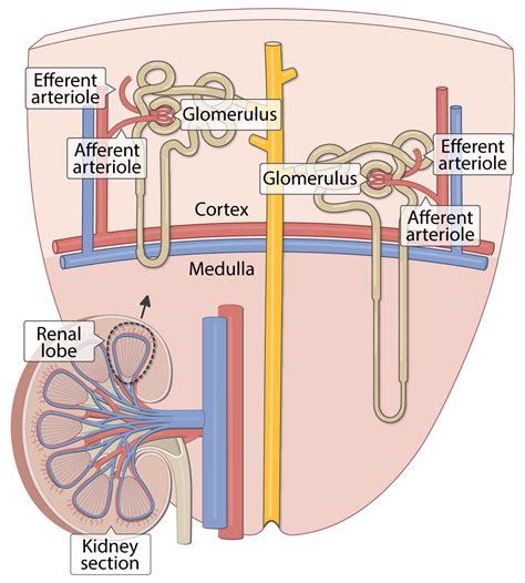 afferent arteriole, efferent arteriole, glomerulus