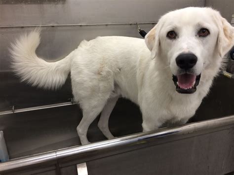 Lab Mix Great Pyrenees - MXIKER