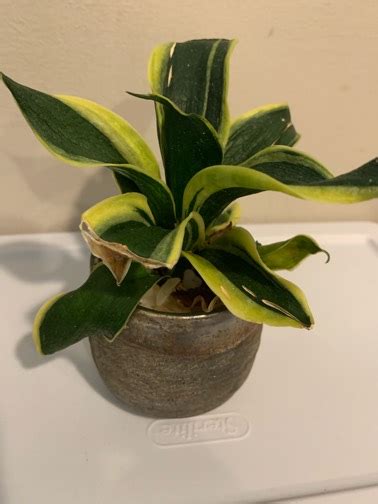 Anyone have recommendations on how to save this snake plant? Have been ...